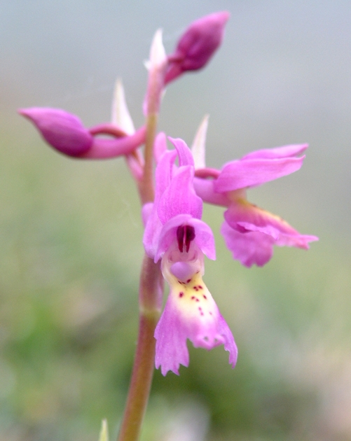 Orchis x colemanii (ibrido: Or. mascula x Or. pauciflora)